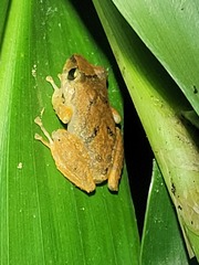 Pristimantis palmeri
