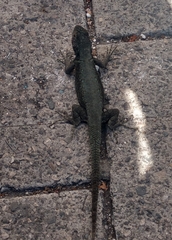 Sceloporus grammicus