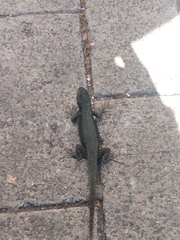 Sceloporus grammicus