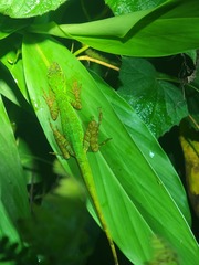 Anolis ventrimaculatus