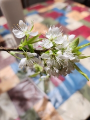 Prunus angustifolia