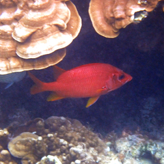 Sargocentron spiniferum