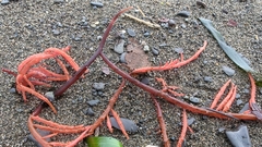 Sarcodiotheca