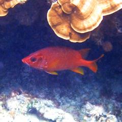 Sargocentron spiniferum