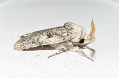 Cryptophasa irrorata