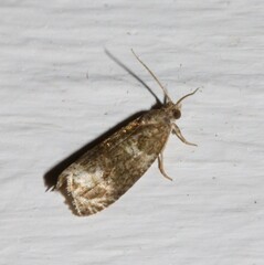 Olethreutes appendiceum