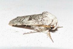 Cryptophasa irrorata