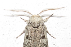 Cryptophasa irrorata