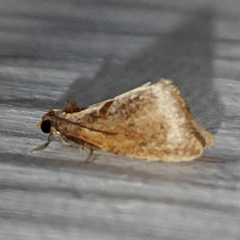 Glyphidoptera insignana