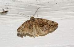 Hypena palparia