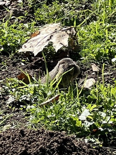 Northern California Pocket Gopher