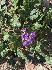 Phacelia crenulata ambigua