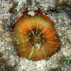 Homophyllia australis