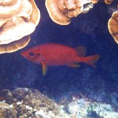 Sargocentron spiniferum