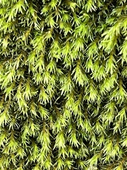 Racomitrium aciculare