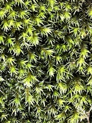 Racomitrium aciculare