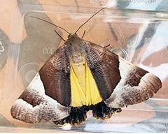 Niceteria macrocosma