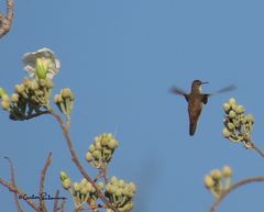 Leucolia violiceps