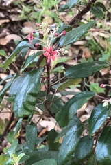 Ribes viburnifolium