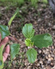 Ribes viburnifolium