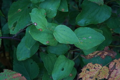 Smilax herbacea