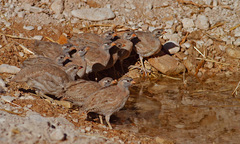 Ammoperdix griseogularis