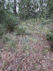 Acacia mucronata