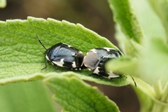 Tritomegas sexmaculatus