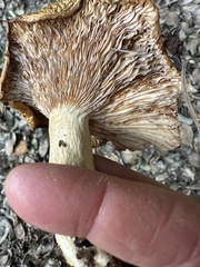 Polyporus tuberaster