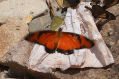 Dione vanillae lucina