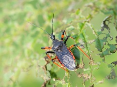 Rhynocoris annulatus