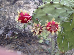 Opuntia caracassana