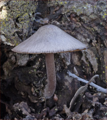 Mycena haematopus