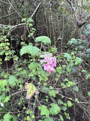 Ribes sanguineum