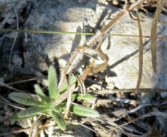 Hedeoma reverchonii