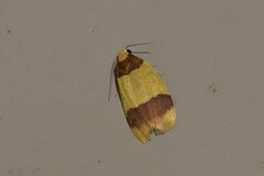 Heterallactis euchrysa