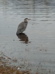 Ardea herodias