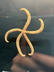 Copidaster lymani