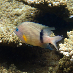 Plectroglyphidodon dickii