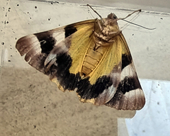 Niceteria macrocosma