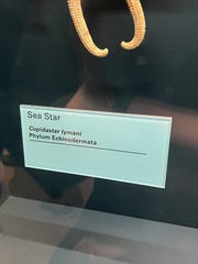 Copidaster lymani