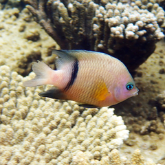 Plectroglyphidodon dickii