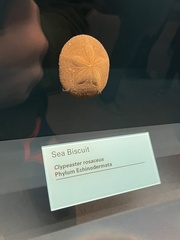 Clypeaster rosaceus