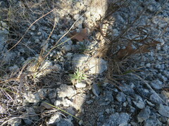 Hedeoma reverchonii