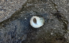 Nerita albicilla