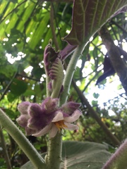 Solanum quitoense