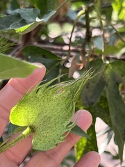 Gomphocarpus physocarpus