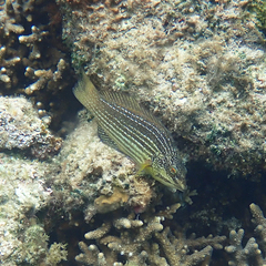 Notolabrus inscriptus