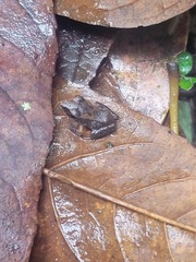 Pristimantis achatinus