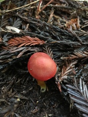 Hygrocybe laetissima